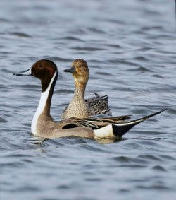 Canard pilet